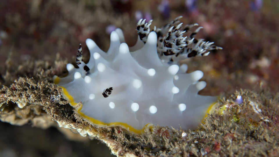 Halgerda berberiani rests atop stony coral. It has little 