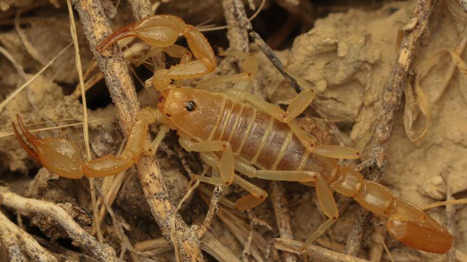 A yellow Tulare basin scorpion rests with claws outward on a bed of dry leaves and twigs. It is yellowing. 