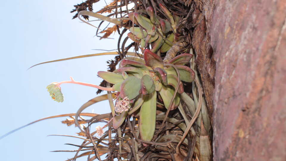 Pachyphytum odam, a cliff-dwelling succulent from the Sierra Madre Occidental mountain range, sits on a cliff, flowering. 