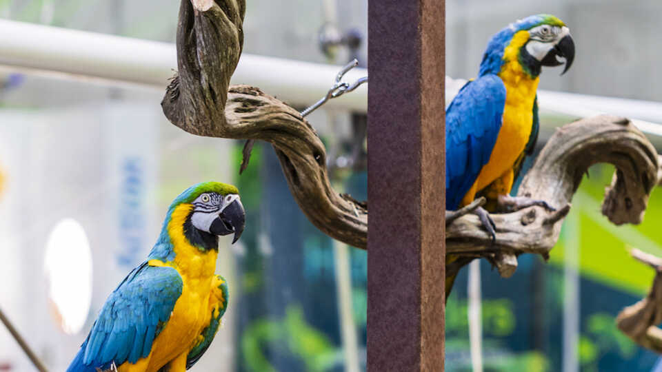 Image showing two blue and yellow macaws who have lived in the rainforest for over a decade.
