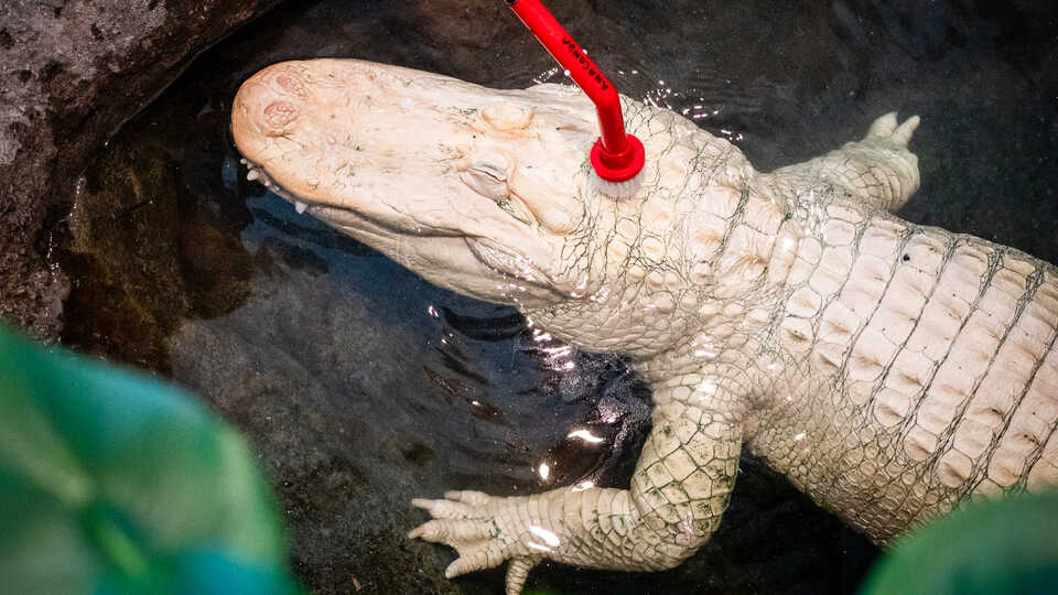 Claude the alligator is scrubbed by a biologist