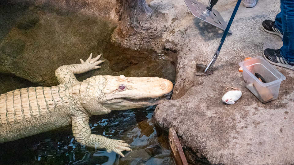 Claude the alligator gets ready to be fed by an Academy biologist