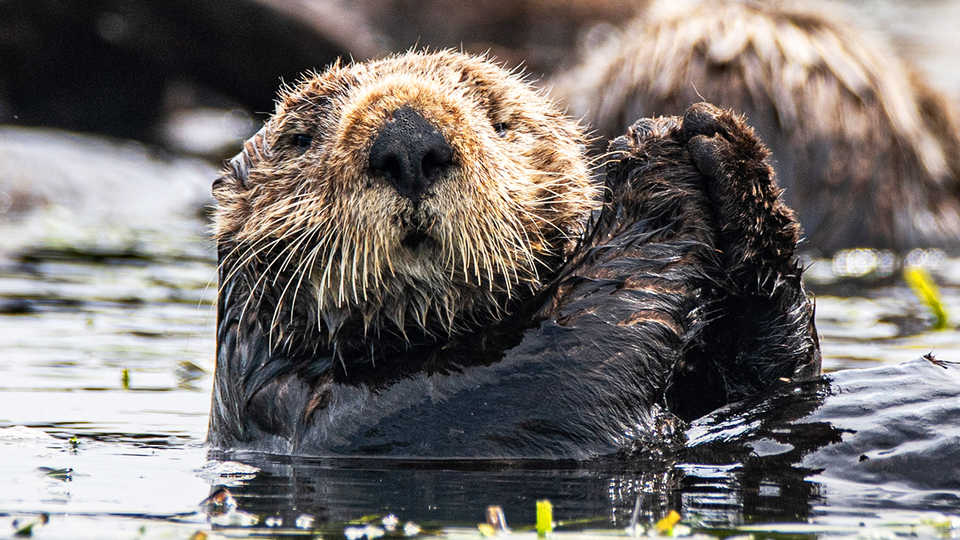 NightLife: NightSchool: Sea Otters and the Bay | California Academy of  Sciences