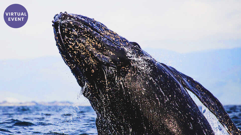 The Great Gray Whale Migration