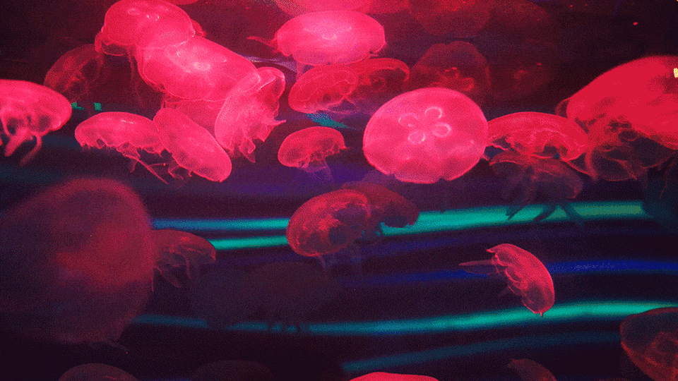 glitch jellies