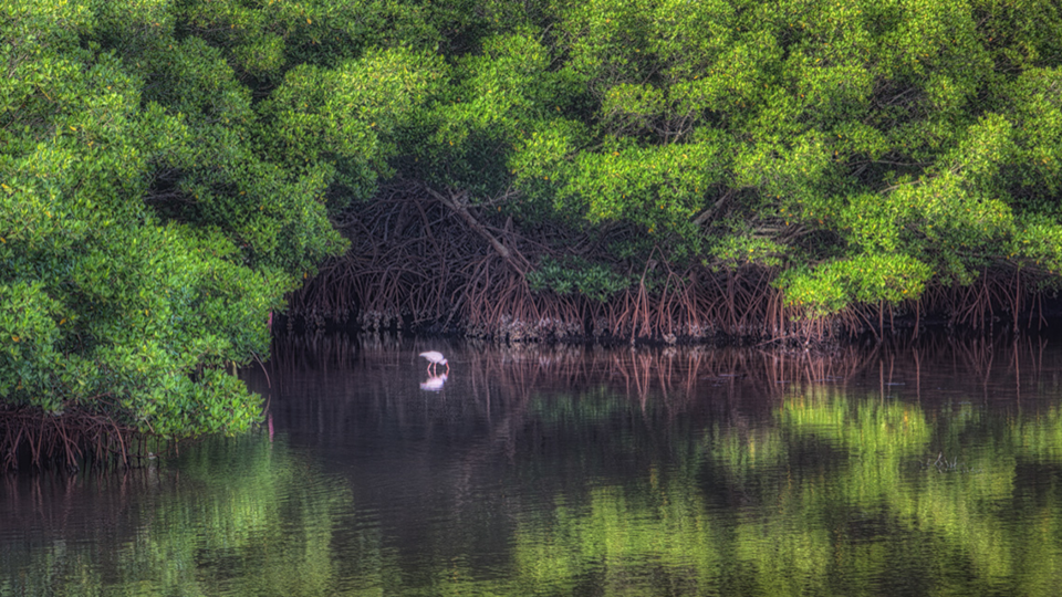 White Ibis Among Mangroves at Weedon Island; Photo: Matthew Paulson