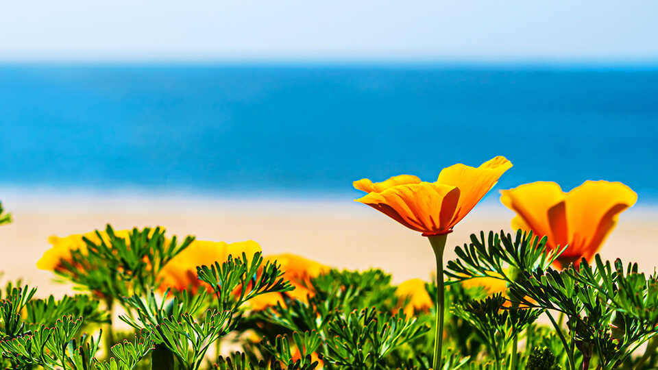 California poppies with a blurred background of the beach and ocean