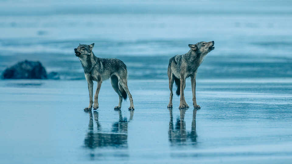 Coastal Wolves