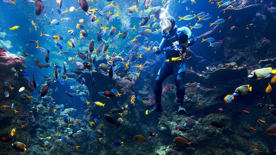 An Academy diver is swarmed by tropical fish in the Philippine Coral Reef exhibit