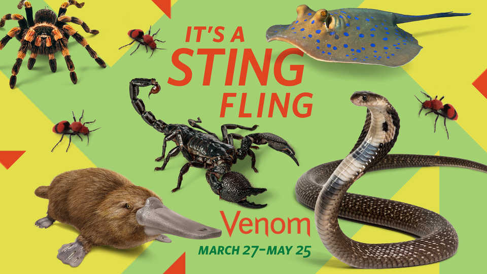 Sting Fling! | California Academy of Sciences
