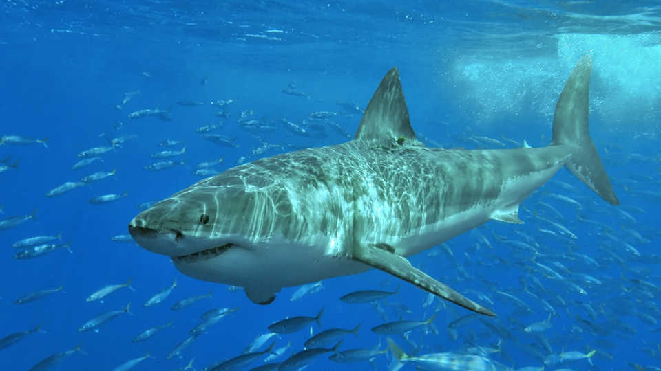 Shark, Attacks, Types, & Facts