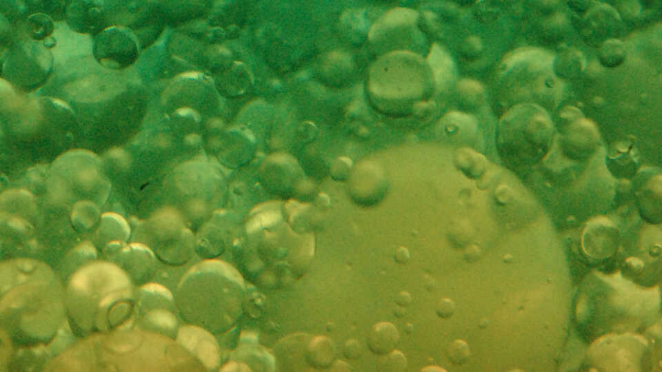 An oil, water, and green food coloring mixture.