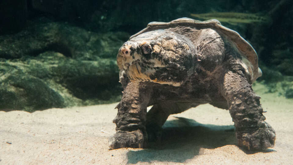 An alligator snapping turtle at Steinhart Aquarium