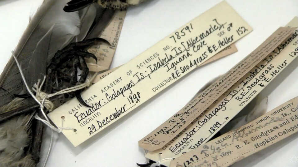 Collections tags on the Academy's collection of Galápagos finches 