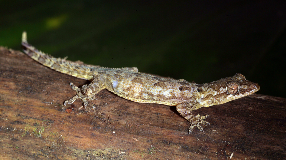 Hemidactylus principensis, a new gecko species.
