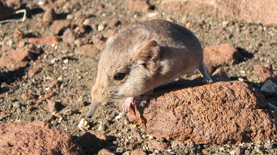 New Species of Mammal Discovered By Academy Scientists California