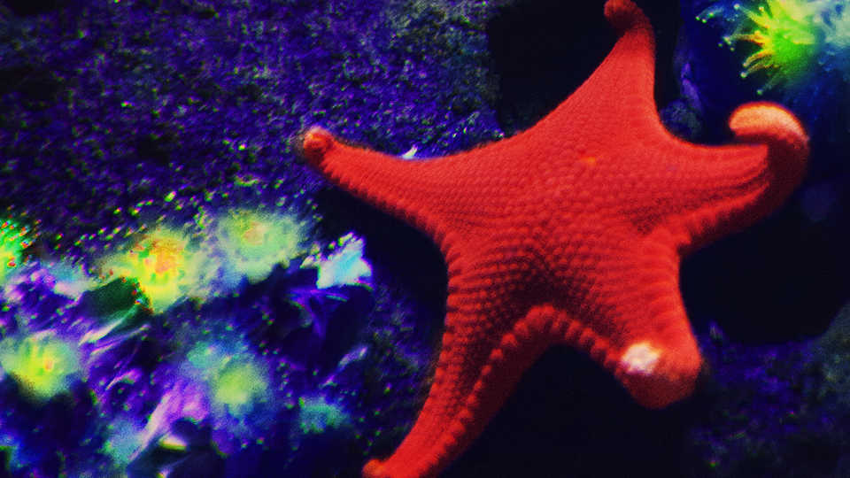 photo of starfish