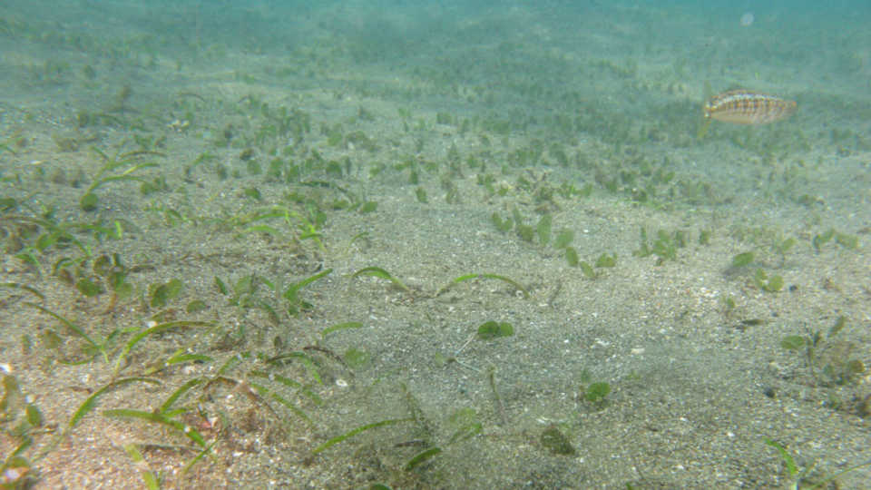 Seagrass and trash 