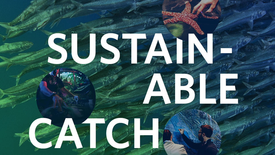 sustainable catch