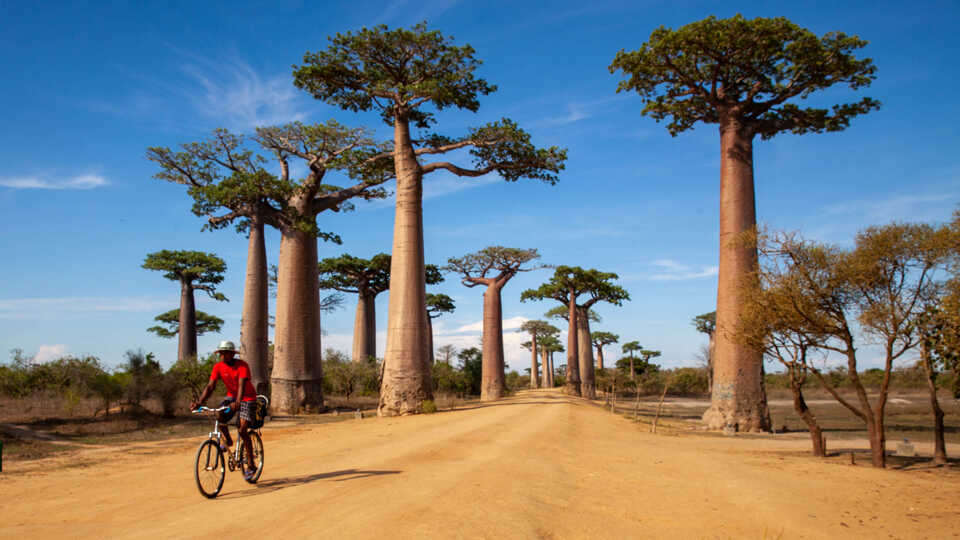 A man rides his bike through a baobab forest in Madagascar