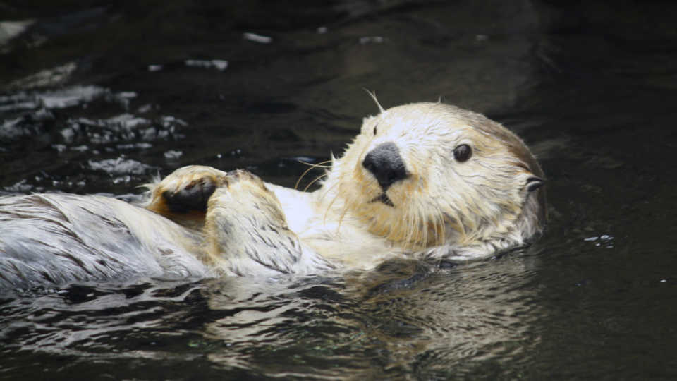 Sea Otter 