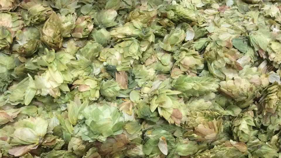 Hops - very important to the beer making process