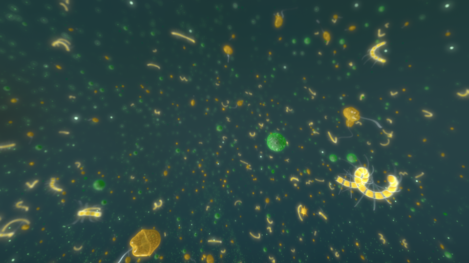 Phytoplankton, Habitat Earth