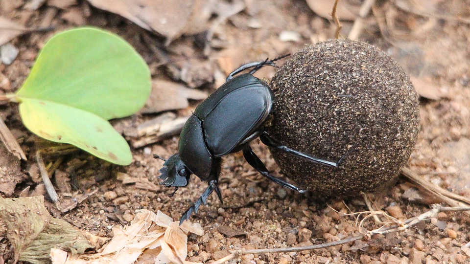 Dung Beetle, Sri Lanka, by Peter van der Sluijs
