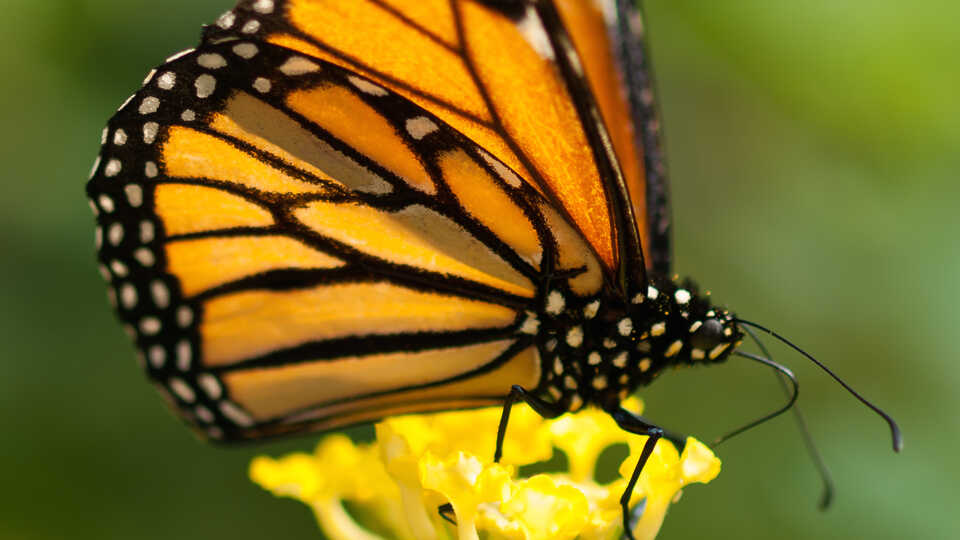 close up of monarch butterfly