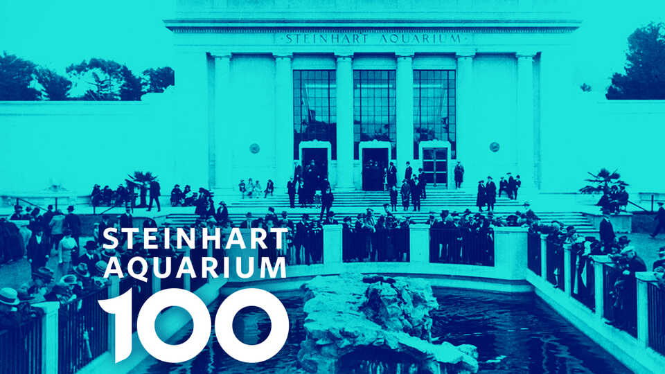 Steinhart Aquarium 100