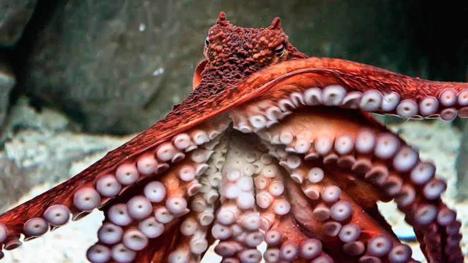 Octopus survivor, Jason Ahrns/Flickr