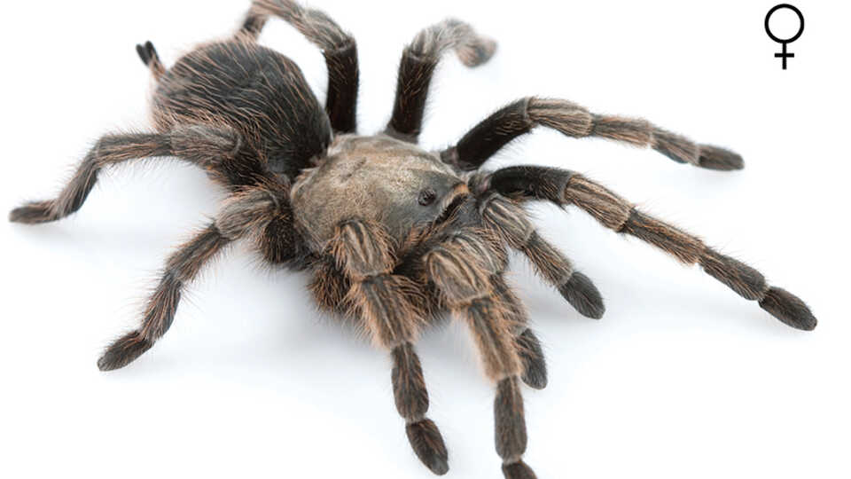 9 New Spider Species We Just Discovered 