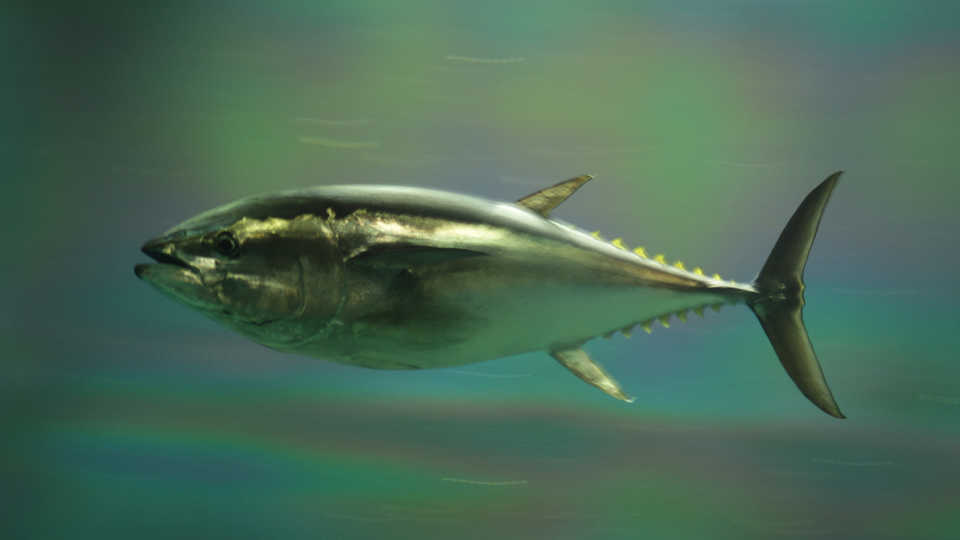 Pacific bluefin tuna, by aes256/Wikipedia