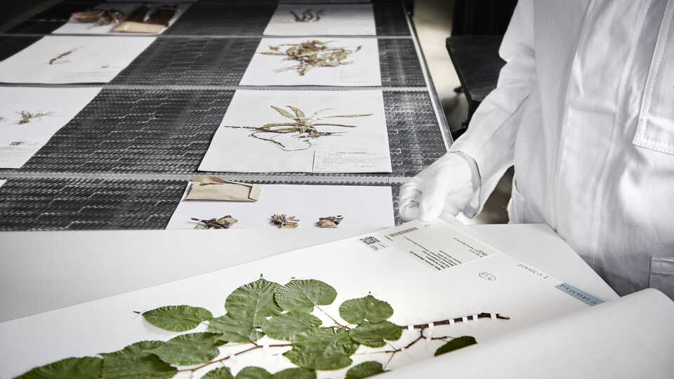 The California Academy of Sciences will leverage Picturae's conveyor belt technology to digitize 1 million CA botany specimens