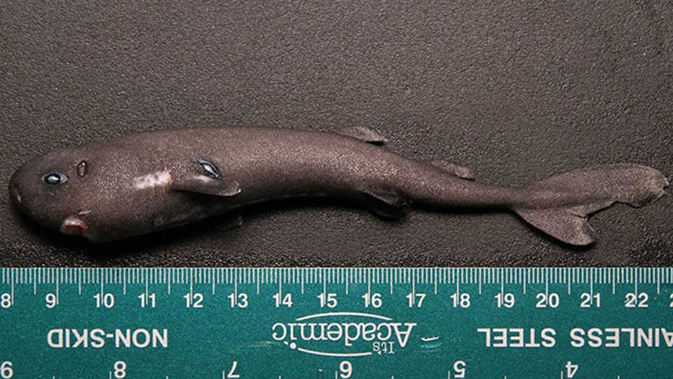 Pocket Shark