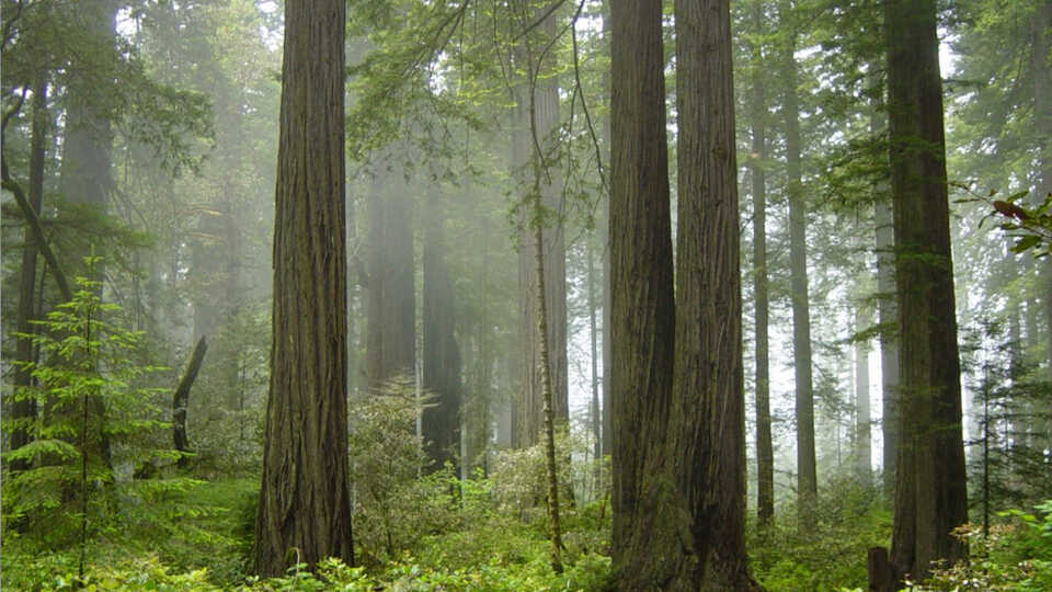 Redwoods, by Michael Schweppe/Flickr