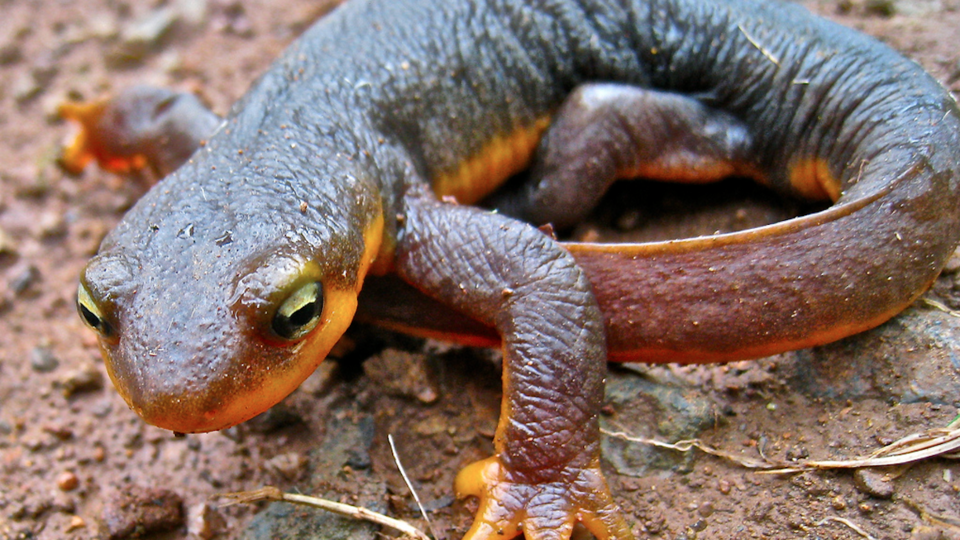 Deadly Salamander Fungus | California Academy of Sciences