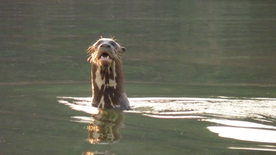 Giant otter at Lago Grande, in Cantão State Park