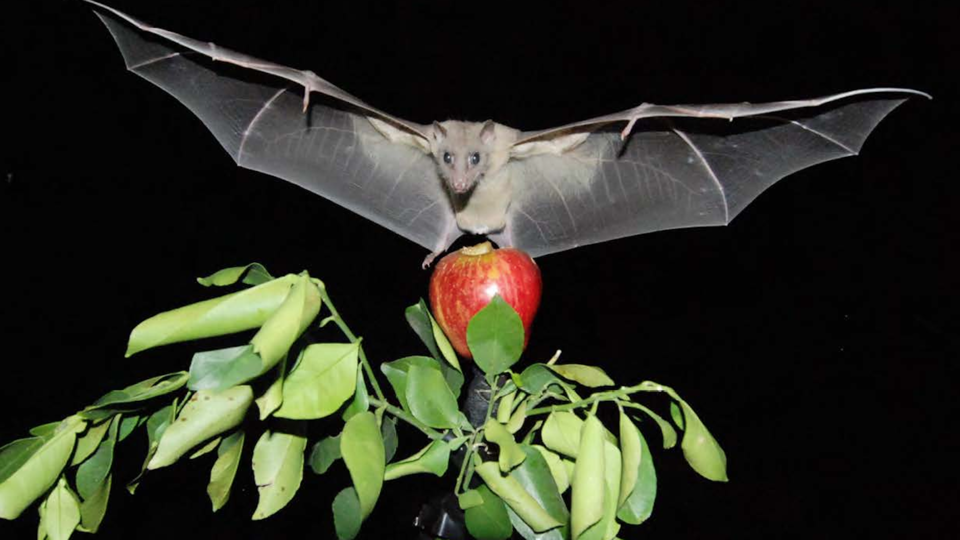 Fruit Bat