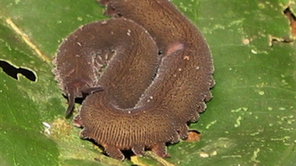 Velvet Worm (Onychophora) from the Amazon Rain Forest in Peru