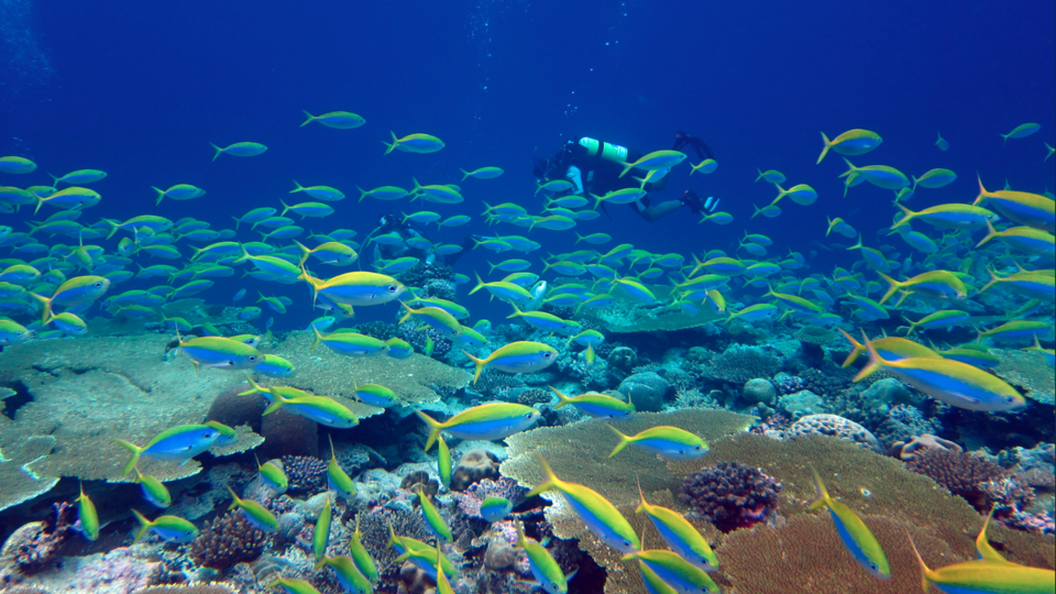 A reef in the Chagos archipelago, central Indian Ocean