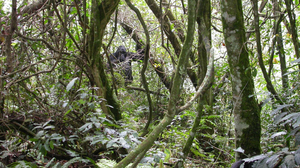 Mountain gorillas in Bwindi National Park