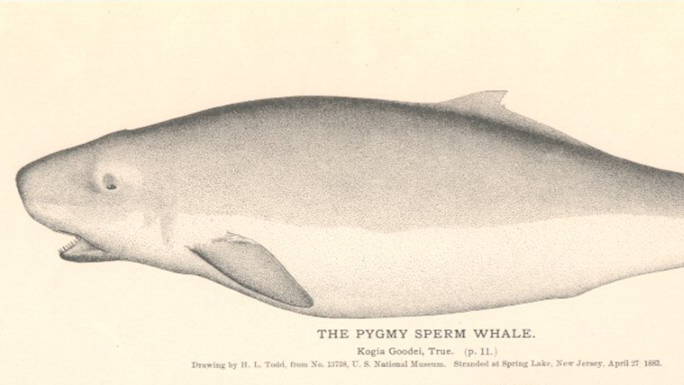 Pygmy Sperm Whale drawing from 19th century