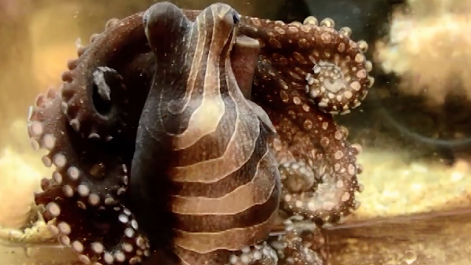 The unusual coloration of the larger Pacific striped octopus