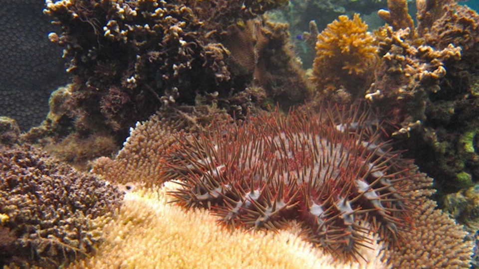 A crown-of-thorns sea star eating a coral from the genus Acropora