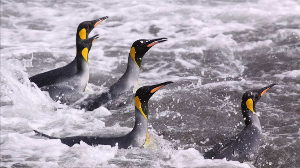 King penguins back from the foraging trip Credit: T. Powolny 