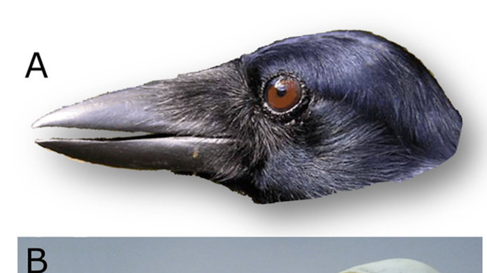New Caledonian crow skull, Scientific Reports, doi:10.1038/srep22776