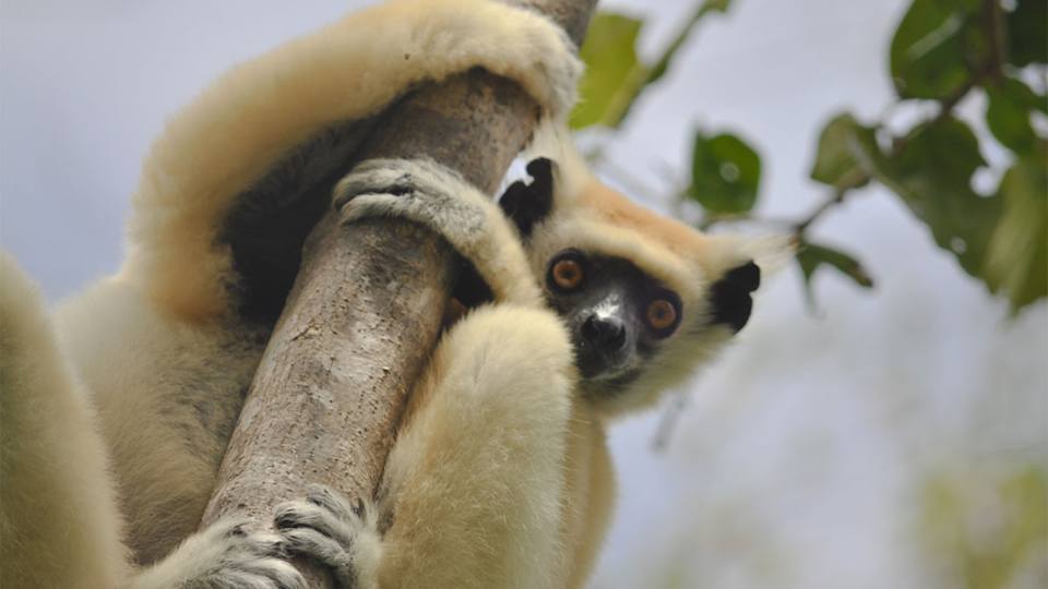 Sifaka lemur (Propithecus tattersalli), Sarah Federman