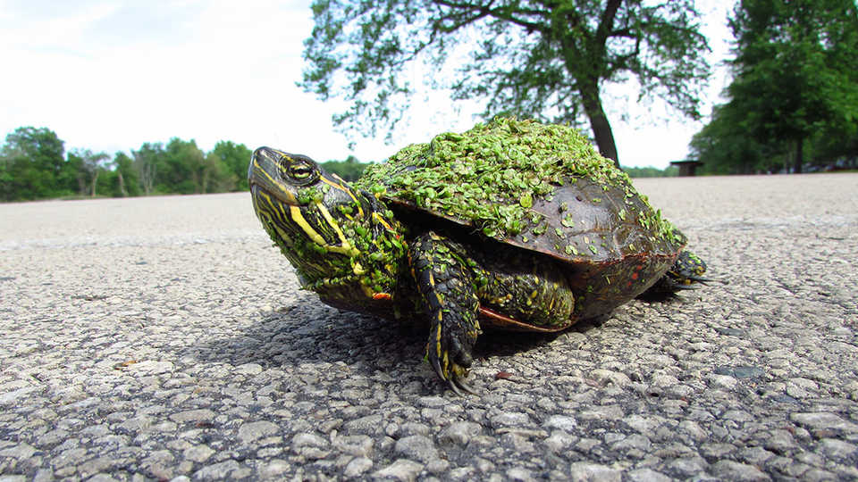Adult female painted turtle crossing a road, Clare Adams