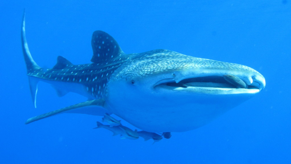 Whale shark in the Red Sea, Derek Keats/Wikipedia